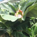 몽키바나나 이미지