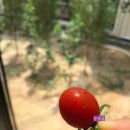 강군커피오리지널스 이미지