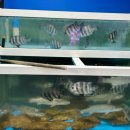 싱싱도매횟집 - 양산시 황산로 459 | 싱싱도매횟집