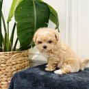 퍼피힐 강아지분양 이미지