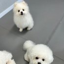 하이댕댕 이미지
