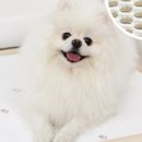 조은애견 이미지