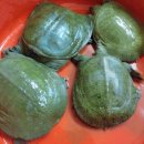 자라진천 이미지