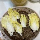 네오포엠
