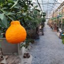 이목농원 이미지