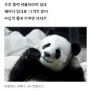 비자 장사이어, 판다장사까지 치졸한 중국 ‘20년’ 보살폈더니…‘6억’ 내라는 중국 이미지