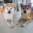 투인 | 강아지 대리석 쿨매트 이중모 체온관리 필수템 투인플레이스 리뷰