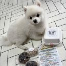 부띠끄멍 수제간식 | 너한개나한개 강아지생일 수제간식 멍타르트 급여 후기