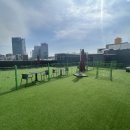 도그마루 강아지 고양이 분양 여주·원주점 이미지