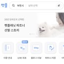 펫플래닛 | 펫플래닛:: 아주 만족한 강아지 펫시터 이용후기, 내돈내산