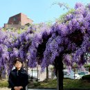 김해고등학교 등나무꽃.../2024.04.12 이미지