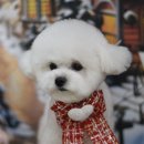 뽀송이네 펫살롱 이미지