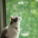 대한동물병원(출장전문) 이미지