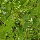 호두앤카페 이미지