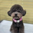 DOG 깨비 이미지