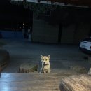 노고마주 이미지