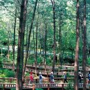 12/1 First Topic Forest therapy 이미지