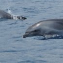 돌고래홀딩스 이미지