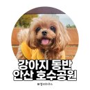 강아지와 산책 | 세리와 함께한 안산 호수 공원 산책 후기 (강아지와 걷기 좋은 반려견 동반 코스)