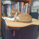 흰그루밍 이미지