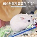 이앤박동물병원 | 겉보기엔 멀쩡해도 햄스터라면 주기적으로 해야 할 &#39;이것&#39;