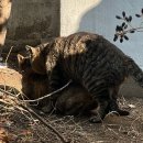 강아지와 고양이 이미지