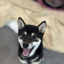 펫스토리 이미지