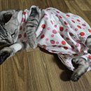 24시도안동물메디컬센터 이미지