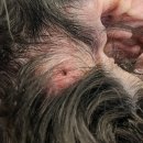 다봄 동물병원 이미지