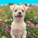 동물보육원 용인지부 이미지