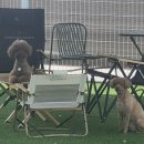 문멍 | 청주 애견호텔 멍문 호텔링 후기