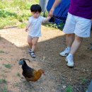 한영농장 이미지