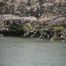 길손농장 | 봄나들이 코스 후기 3_ 하동 벚꽃십리길 / 구례 산수유마을(f.양미한옥가든 닭구이)/ / 하동카페 플래닛...