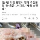 (시ㅣㅣㅣ바혐오임 경고) 하림통닭서 벌레추정물질 한웅큼 나온 닭 움짤..gif 이미지