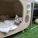 독스캣 강아지고양이 수원점 | 믿음직한 반려 입양, 건강과 행복을 약속하는 곳