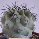 이탈리아산 흑왕환2(Copiapoa cinerea GR5) 이미지