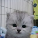 펫살롱 귀요미 이미지