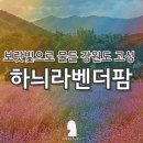 [고성] 6월 하늬팜라벤더축제 기간 포토존 기본정보/강원도 가볼만한곳 추천