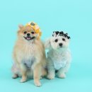 스튜디오쉽독 네이버블로그