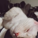 동탄동물병원 이미지