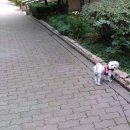 방울네 이미지