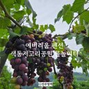 에버리움 이미지