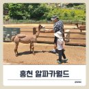 홍천 아이와 체험 다녀온 알파카월드 후기