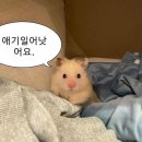 이마쇼쿠