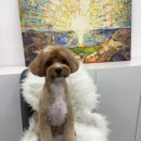 유독(dog) 이쁜날 네이버블로그