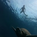 동네강아지 | “거북이가 동네 강아지처럼? 보홀 자유여행 필수코스 발리카삭 호핑투어 실화 후기!”