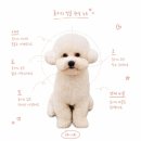 애견의 집 | 온천천 애견미용 "멍개집" 솔직 후기