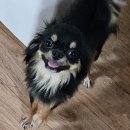 동물보육원 대전서구갈마지부 이미지