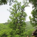 은행나무로 이미지