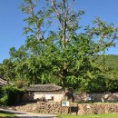 비자나무아래집 이미지